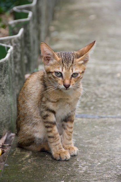 Eine süße Katze sitzt auf einer Bürgersteig.