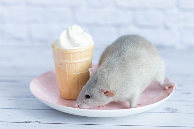 Foto eine süße ratte sitzt neben einem waffelbecher mit weißem eis. das nagetier schnuppert das dessert. nahaufnahmeportrait von tieren. makro.