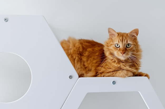 Eine süße rote Katze liegt auf einem weißen Katzenmöbel aus Holz