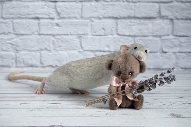 Eine süße und lustige graue dekorative Ratte beißt ein Teddybärspielzeug am Ohr. Nagetier-Nahaufnahmeporträt.