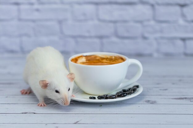 Eine süße und lustige kleine weiße dekorative Ratte sitzt neben einer Kaffeetasse. Frühstück.