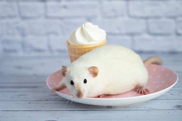 Eine süße weiße Ratte sitzt neben einem Waffelbecher mit weißem Eis. Das Nagetier schnuppert das Dessert.