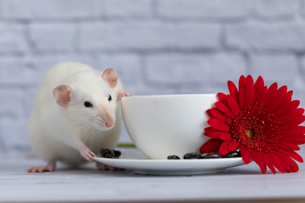 Foto eine süße weiße ratte sitzt neben einer tasse kaffee oder tee. frühstück. eine rote gerberablume liegt auf einer untertasse.