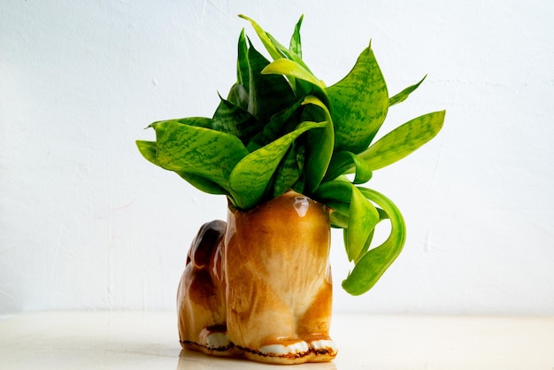 Eine Sukkulente in einem Blumentopf in Form einer Hundefigur vor einer hellgrauen Wand