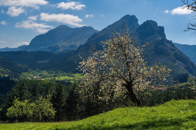 eine Szene einer Landschaft mit einem blühenden Baum auf dem Gras und den Bergen am Ende
