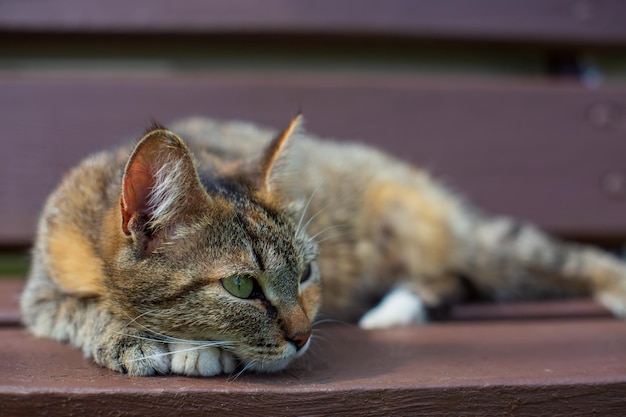 Eine Tabby-Katze liegt auf einer Bank und blickt an einem sonnigen Sommertag in die Ferne auf dem Land Hübsches Haustier