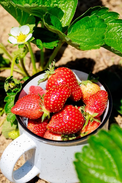 Eine Tasse reifer Erdbeeren im Garten ist mit roten Erdbeeren gefüllt