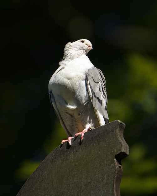 Eine Taube sitzt auf einem Zementblock mit grünem Laub dahinter