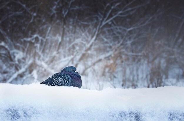 Eine Taube sitzt draußen auf dem Schnee