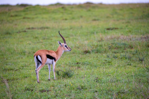 Eine Thomson's Gazelle in der Graslandschaft der Savanne in Kenia