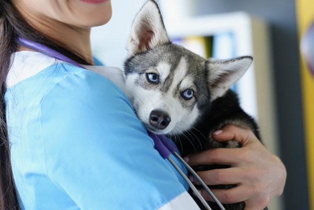 Eine Tierärztin hält einen süßen Husky-Welpen