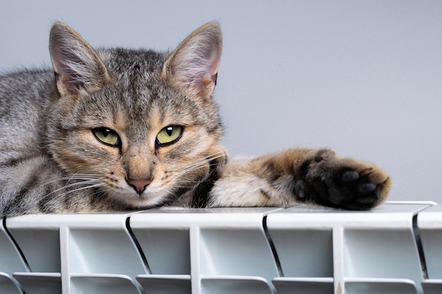 Eine Tigerkatze, die sich auf einem warmen Heizkörper entspannt