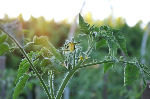 Eine Tomatenpflanze mit einer gelben Blume darauf