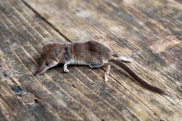 Foto eine tote maus, die von einer katze gefangen wurde