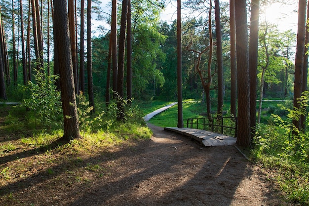 Eine touristische Straße aus Holzbalken im Waldblick auf die Forststraße und den Pavillon