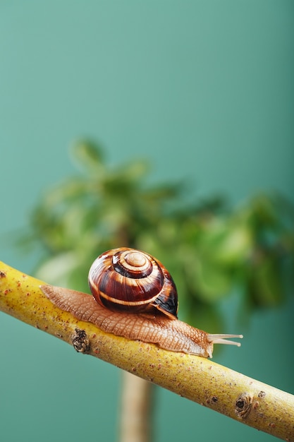 Eine Traubenschnecke kriecht vor dem Hintergrund einer Pflanze und einem grünen Hintergrund an einem Ast entlang. Freiraum