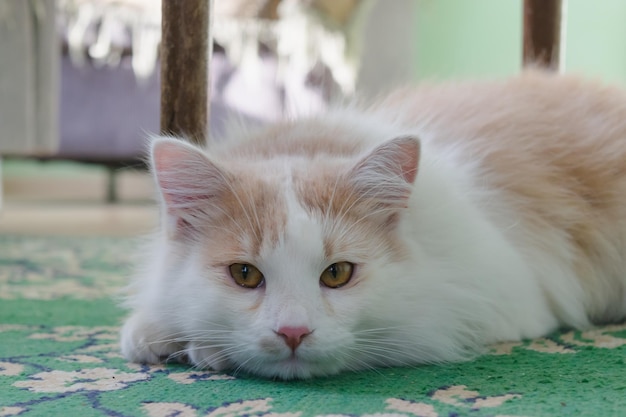 Eine traurige, flauschige, weißrote Katze mit wunden Augen liegt auf dem Boden und sieht horizontales Foto aus