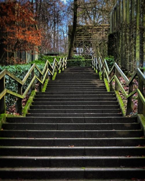 Eine Treppe mit grünem Moos darauf und einem Holzgeländer.