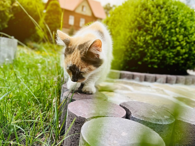 Eine tricolor Katze sitzt im Garten Haustier im Freien Selektiver Fokus