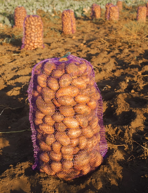 Eine Tüte mit frisch gepflückten Kartoffeln auf dem Feld. Herbsternte. Landwirtschaft und Ackerbau.