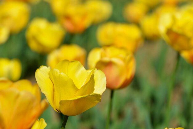 Eine üppige gelbe Tulpenblume mit grünem gelbem Hintergrund der Unschärfe