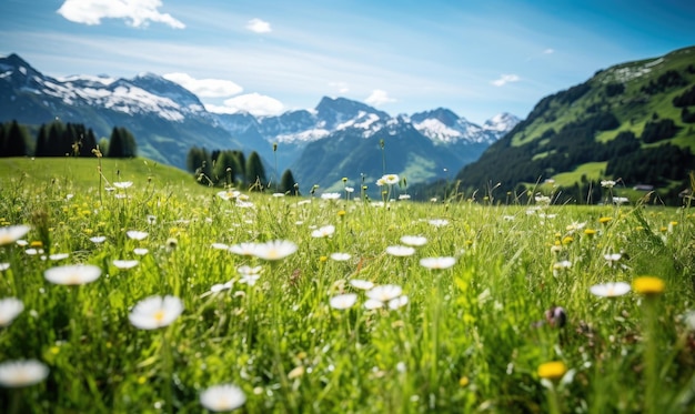 Eine üppige Wiese mit blühenden Gänseblümchen bildet einen wunderschönen Kontrast zu den fernen schneebedeckten Berggipfeln AI Generative