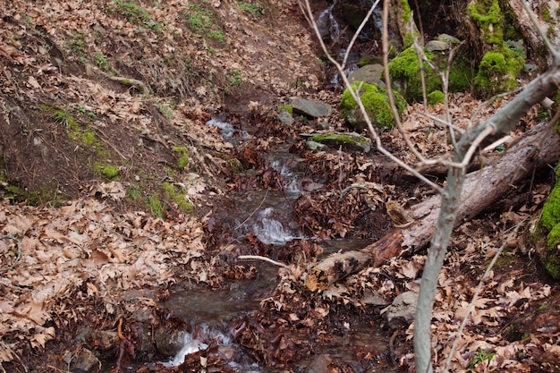 Eine Umweltansicht mit schönem Wald