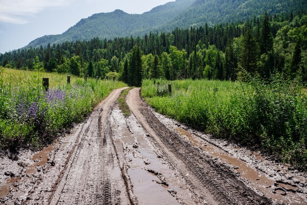 Eine unbefestigte Landstraße mit Matsch und Pfützen führt in die Wälder der Wälder in den Bergen. Alpenlandschaft zu Nadelwald, großem Waldberg und schlammiger Straße unter frischem Grün in der Landschaft.