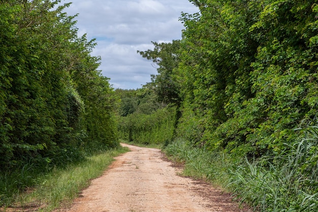 eine unbefestigte Straße, die von hoher Vegetation umgeben ist, die als Hecke bekannt ist