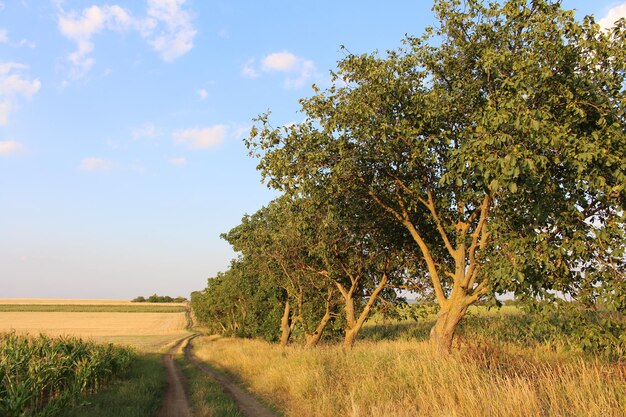 Eine unbefestigte Straße durch ein Feld mit Bäumen