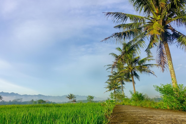 Eine unbefestigte Straße führt durch ein Reisfeld mit Palmen im Hintergrund.