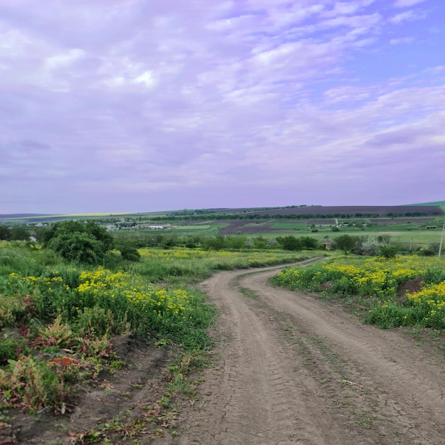 Eine unbefestigte Straße ist von gelben Blumen und einem Grasfeld und einem Blumenfeld umgeben.