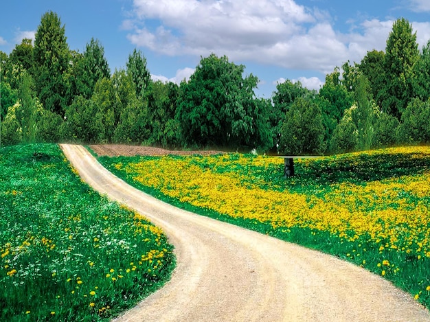 Eine unbefestigte Straße ist von gelben Blumen und einem Löwenzahnfeld umgeben.