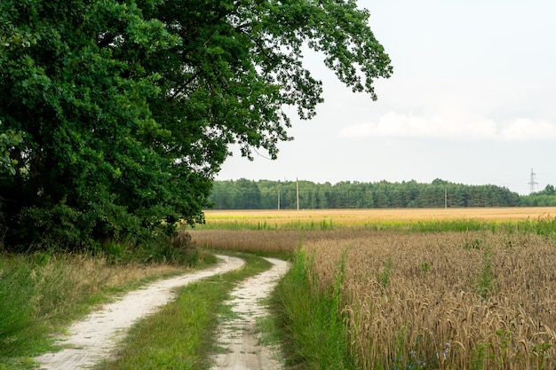 Eine unbefestigte Straße verläuft entlang eines landwirtschaftlichen Feldes und Waldes Schöne Herbstlandschaft in der Natur Schlechte Straßenqualität für Logistik und Frachttransport