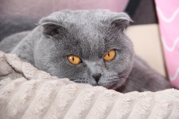 Eine unverschämte fette graue Katze liegt unter einer Decke im Bett.