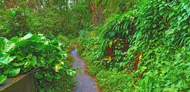 Eine verlassene Bergstraße in einem Regenwald Ureinwohnerwälder von Oahu in der Nähe des alten Pali Highway Crossing in Hawaii Überwucherte Wildnis und grüne Pflanzen in einem geheimnisvollen Wanderweg