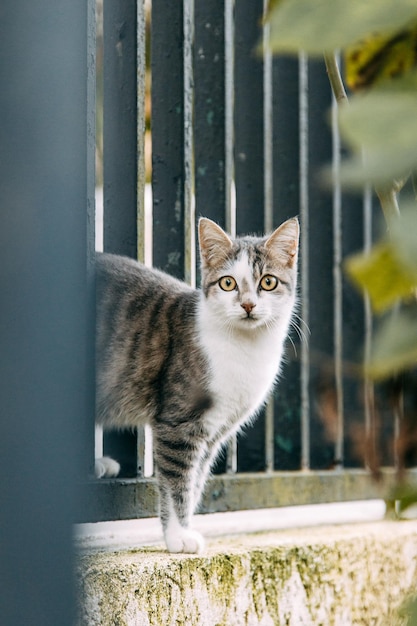 Eine verlassene streunende Katze schaut hinter Gittern zu und hilft obdachlosen Kätzchen