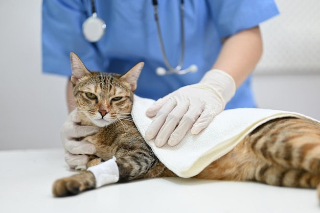 Eine verletzte Katze wird in einem Untersuchungsraum von einem Tierarzt untersucht