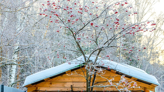 Eine verschneite Hütte mit einem Baum im Vordergrund und einer verschneiten Hütte im Hintergrund.