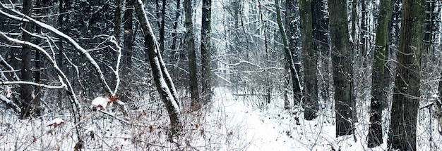 Eine verschneite Straße zwischen schneebedeckten Bäumen in einem Walddickicht im Winter