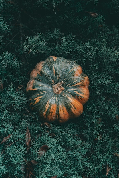 Foto eine vertikale draufsicht eines kürbises in einer kiefer