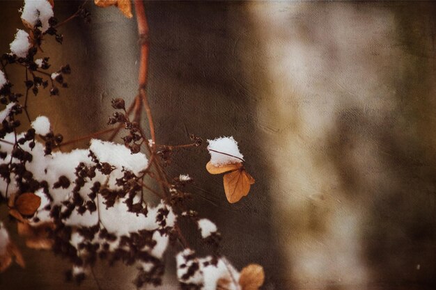 eine verwelkte delikate Blume im Garten an einem kalten frostigen Tag während des herabfallenden weißen Schnees