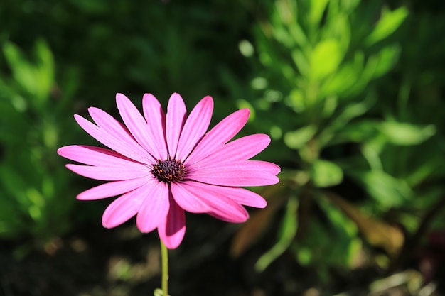 Eine vibrierende rosa Gänseblümchenblume im sonnigen Garten