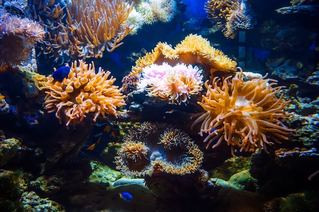 Eine Vielzahl von Anemonen im Licht eines großen Aquariums