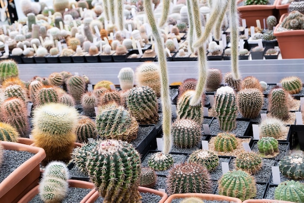 Eine Vielzahl von Kaktuspflanzen auf einer Kaktusfarm. Umweltfreundlicher Hintergrund in neutralen Farben mit Sukkulenten-Topfpflanzen.