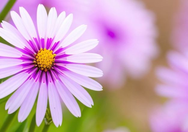 Eine violette Blume mit einem weißen Zentrum und einem violetten Zentrum