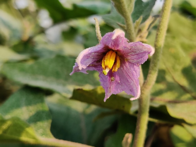 Eine violette Paprikapflanze mit einer gelben Mitte und einer gelben Mitte.