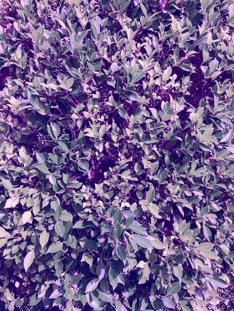 Eine violette Pflanze mit Blättern, auf denen „t“ steht.