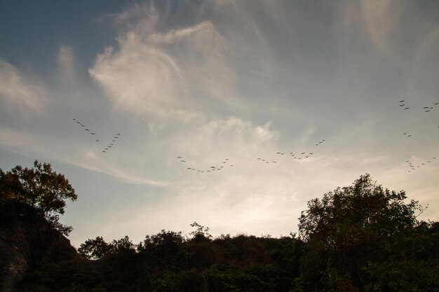 eine Vogelherde am Himmel