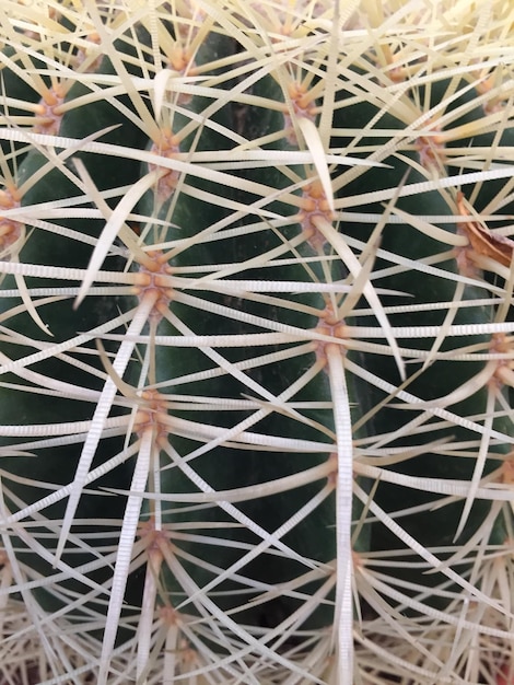 Foto eine vollständige aufnahme eines kaktus